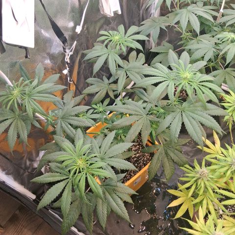 2 Rainbow maker Bsf  growlog photo: asi queda la carpa!