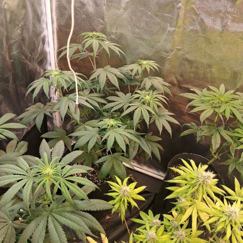 2 Rainbow maker Bsf  growlog photo: asi queda la carpa!