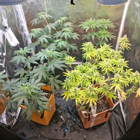 2 Rainbow maker Bsf  growlog photo: asi queda la carpa!