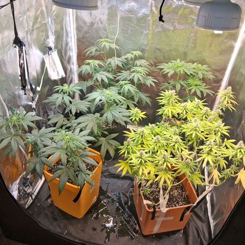 2 Rainbow maker Bsf  growlog photo: asi queda la carpa!