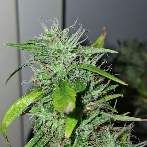 2 Egypto Indian seeds growlog photo: egypto 2 achazo