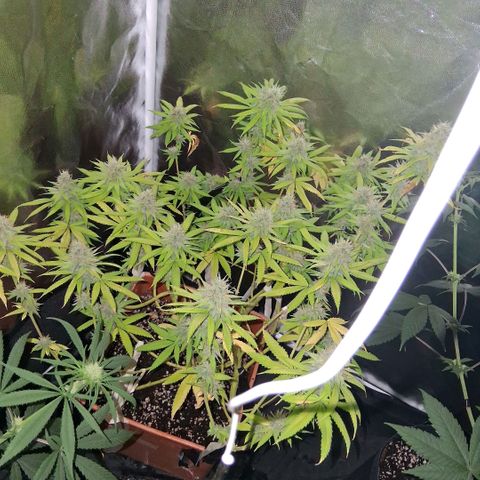 2 Rainbow maker Bsf  growlog photo: 22 hs rainbow foto no engordo mucho pero tiene rico aroma...