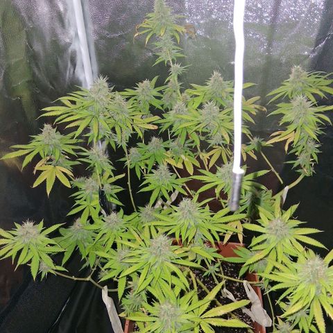 2 Rainbow maker Bsf  growlog photo: 22 hs rainbow foto no engordo mucho pero tiene rico aroma...