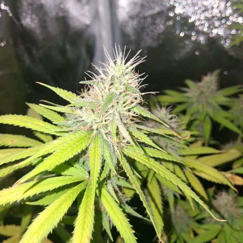 2 Rainbow maker Bsf  growlog photo: 22 hs rainbow foto no engordo mucho pero tiene rico aroma...