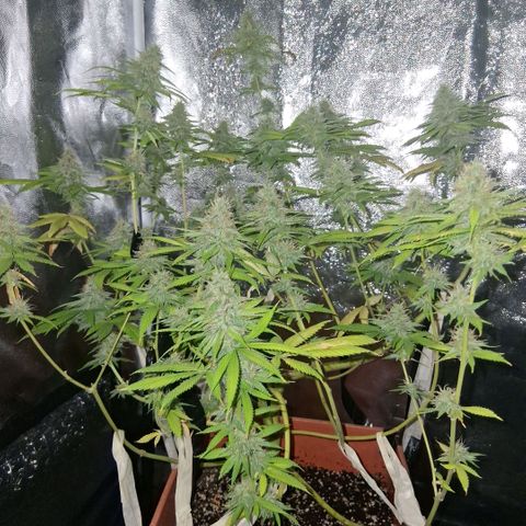 2 Rainbow maker Bsf  growlog photo: 22 hs rainbow foto no engordo mucho pero tiene rico aroma...