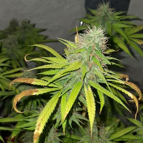 2 Rainbow maker Bsf  growlog photo: 01 hs 