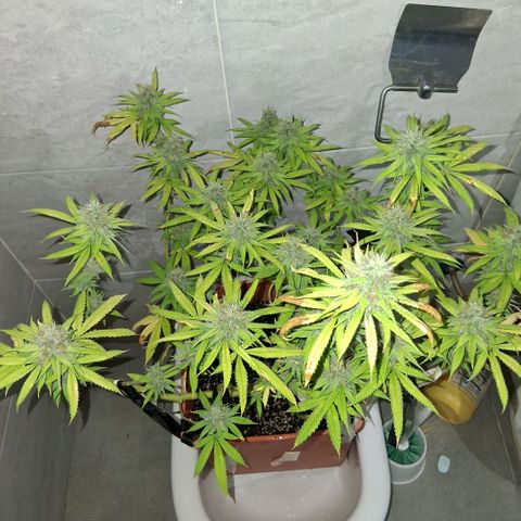 2 Rainbow maker Bsf  growlog photo: 01 hs 
