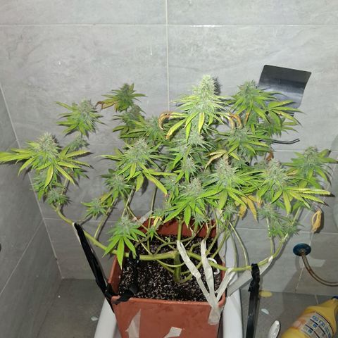 2 Rainbow maker Bsf  growlog photo: 01 hs 