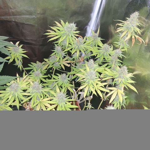 2 Rainbow maker Bsf  growlog photo: 16 hs