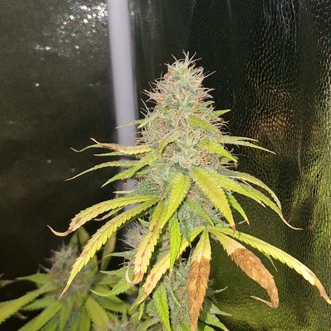 2 Rainbow maker Bsf  growlog photo: 16 hs