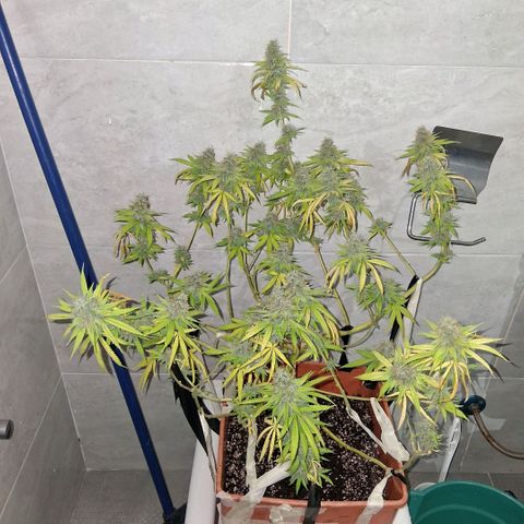 2 Rainbow maker Bsf  growlog photo: 22 hs