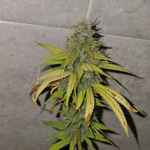 2 Rainbow maker Bsf  growlog photo: 22 hs