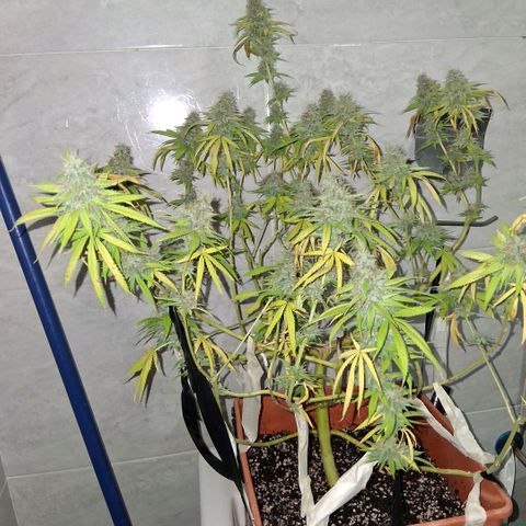 2 Rainbow maker Bsf  growlog photo: 22 hs