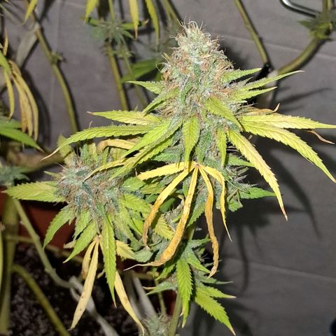 2 Rainbow maker Bsf  growlog photo: 22 hs