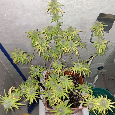 2 Rainbow maker Bsf  growlog photo: 22 hs