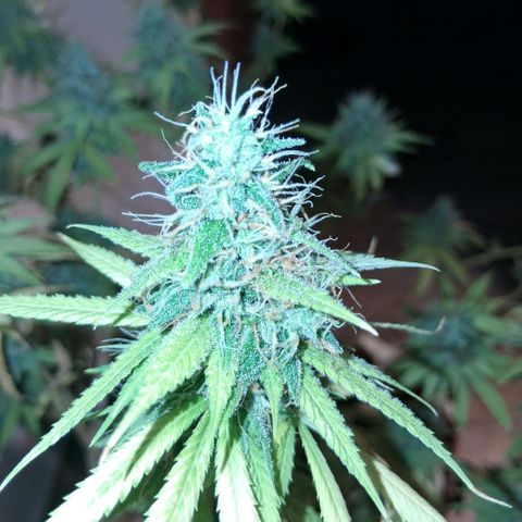 2 Rainbow maker Bsf  growlog photo: 22 hs hacha para la Rainbow makee foto
