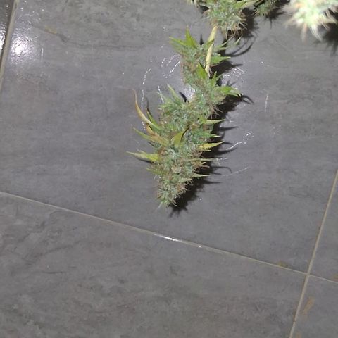2 Rainbow maker Bsf  growlog photo: 22 hs hacha para la Rainbow makee foto