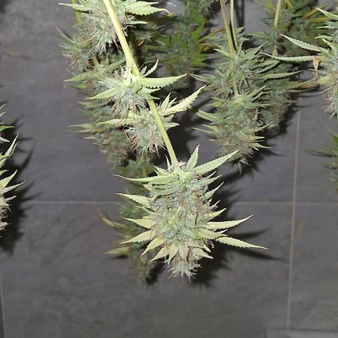 2 Rainbow maker Bsf  growlog photo: 22 hs hacha para la Rainbow makee foto