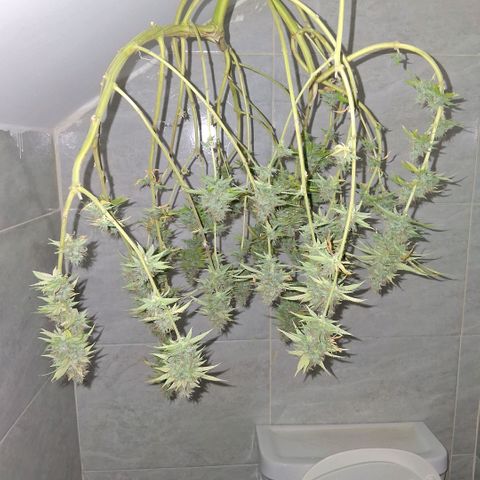 2 Rainbow maker Bsf  growlog photo: 22 hs hacha para la Rainbow makee foto