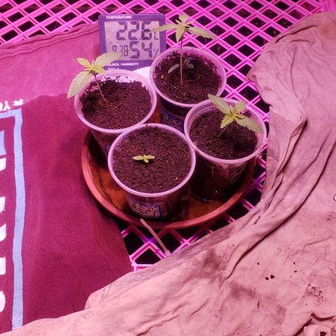Genética desconocida growlog photo: 3 ee 4 van bien ya se dejo germinando la otra semilla