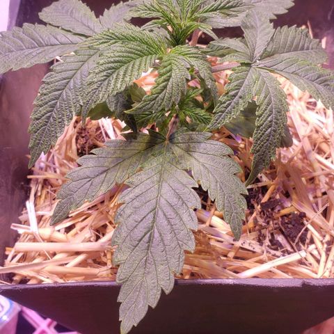 Genética desconocida growlog photo: Problemas en una planta posible bloqueo (se hecho gotaa de limon directo al sustato para bajar un poco, ojala resulte) y se corto el plagron 