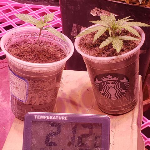Genética desconocida growlog photo: Problemas en una planta posible bloqueo (se hecho gotaa de limon directo al sustato para bajar un poco, ojala resulte) y se corto el plagron 
