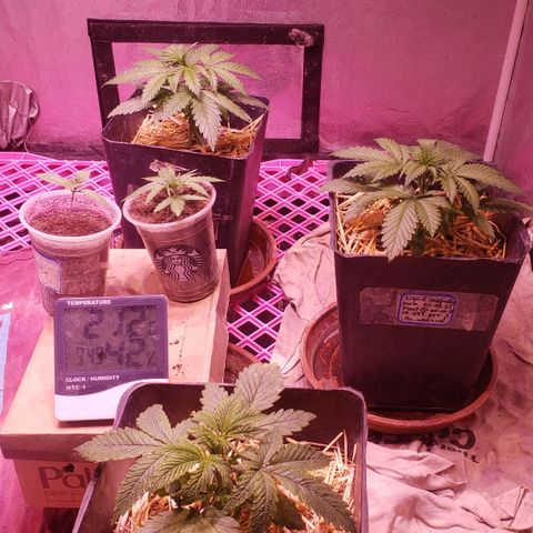 Genética desconocida growlog photo: Problemas en una planta posible bloqueo (se hecho gotaa de limon directo al sustato para bajar un poco, ojala resulte) y se corto el plagron 