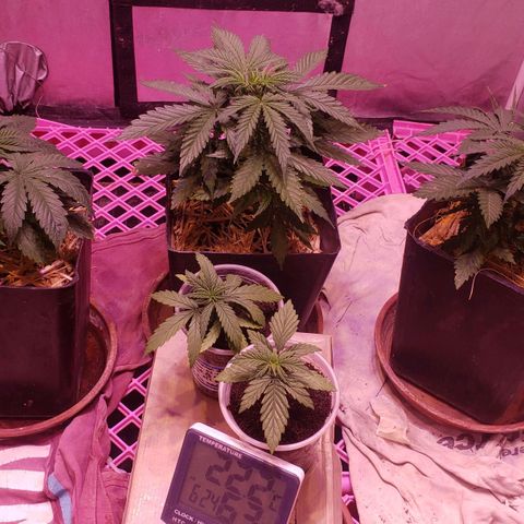 Genética desconocida growlog photo: Va mejorando la q hace unas semanas se veia de caida 