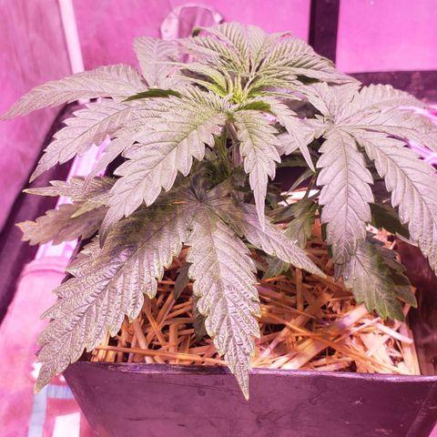 Genética desconocida growlog photo: Va mejorando la q hace unas semanas se veia de caida 