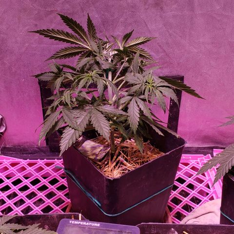 Genética desconocida growlog timeline photo