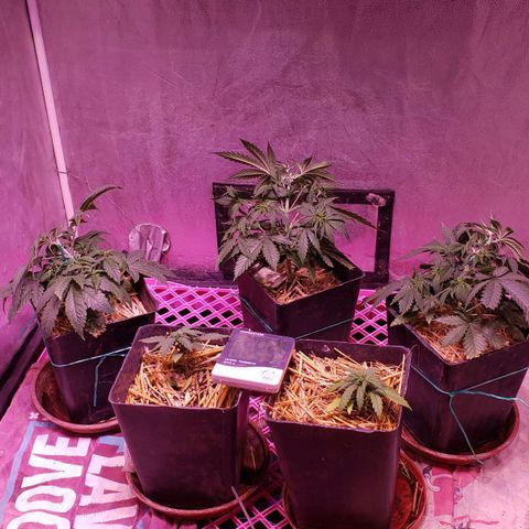 Genética desconocida growlog timeline photo