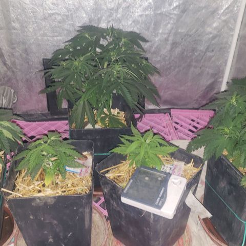 Genética desconocida growlog photo: Se bajo plagron 0.5  x litro a grandes pequeñas sin plagron 