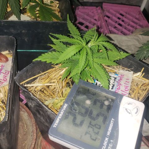 Genética desconocida growlog photo: Se bajo plagron 0.5  x litro a grandes pequeñas sin plagron 