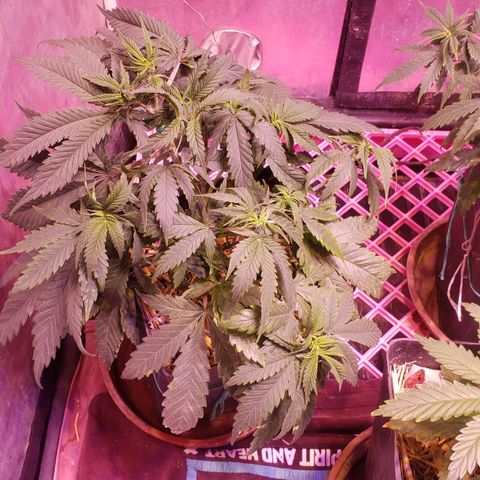 Genética desconocida growlog photo: Pp7ooo