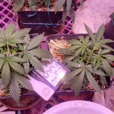 Genética desconocida growlog photo: Pp7ooo