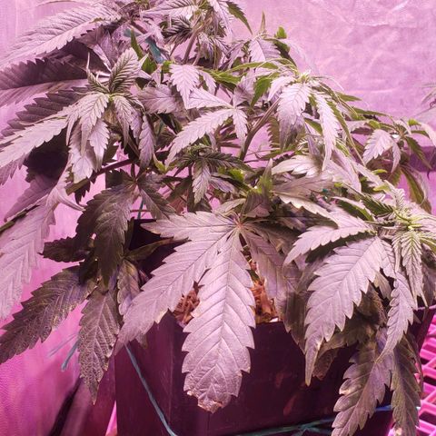 Genética desconocida growlog photo: Pp7ooo