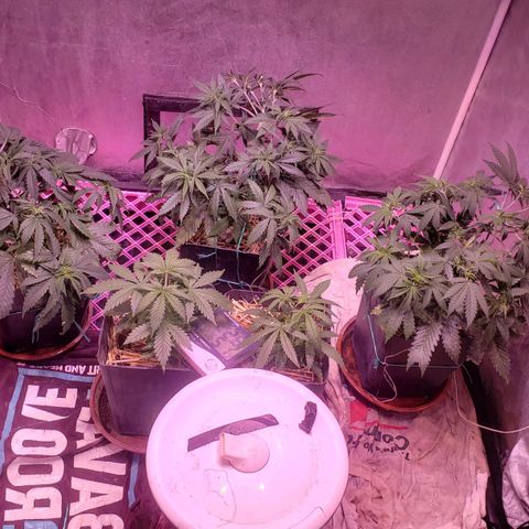 Genética desconocida growlog photo: Pp7ooo