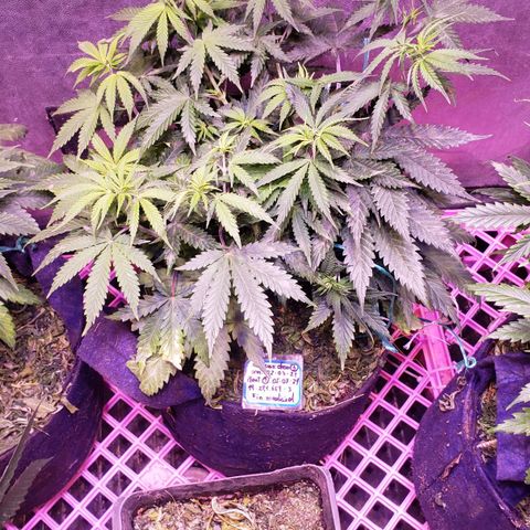 Genética desconocida growlog timeline photo