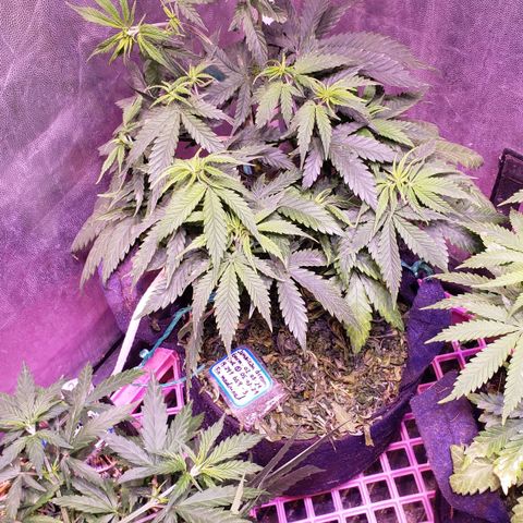 Genética desconocida growlog timeline photo