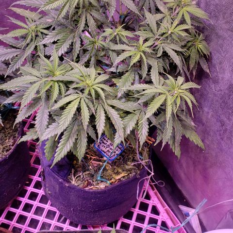 Genética desconocida growlog timeline photo