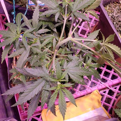 Genética desconocida growlog timeline photo