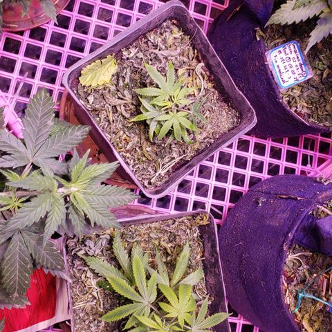 Genética desconocida growlog timeline photo