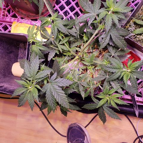 Genética desconocida growlog timeline photo