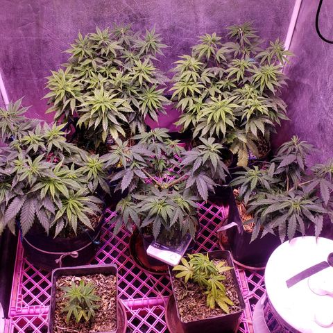 Genética desconocida growlog timeline photo