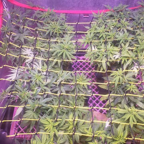 Genética desconocida growlog photo: Malla del 31 de abril puesta 4 plantas 2 en 11 y 2 en 4 litros 