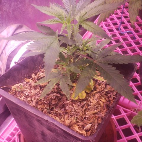 Genética desconocida growlog photo: Esquejes ya puesto hace 1 semana y media  22  de abril aprox   para esquejar y para hacer florar despues