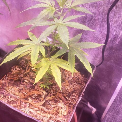 Genética desconocida growlog photo: Esquejes ya puesto hace 1 semana y media  22  de abril aprox   para esquejar y para hacer florar despues