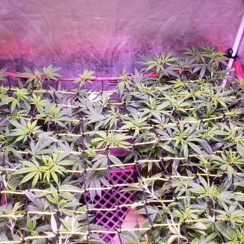 Genética desconocida growlog timeline photo