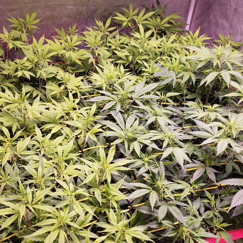 Genética desconocida growlog timeline photo
