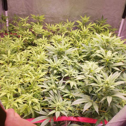 Genética desconocida growlog timeline photo